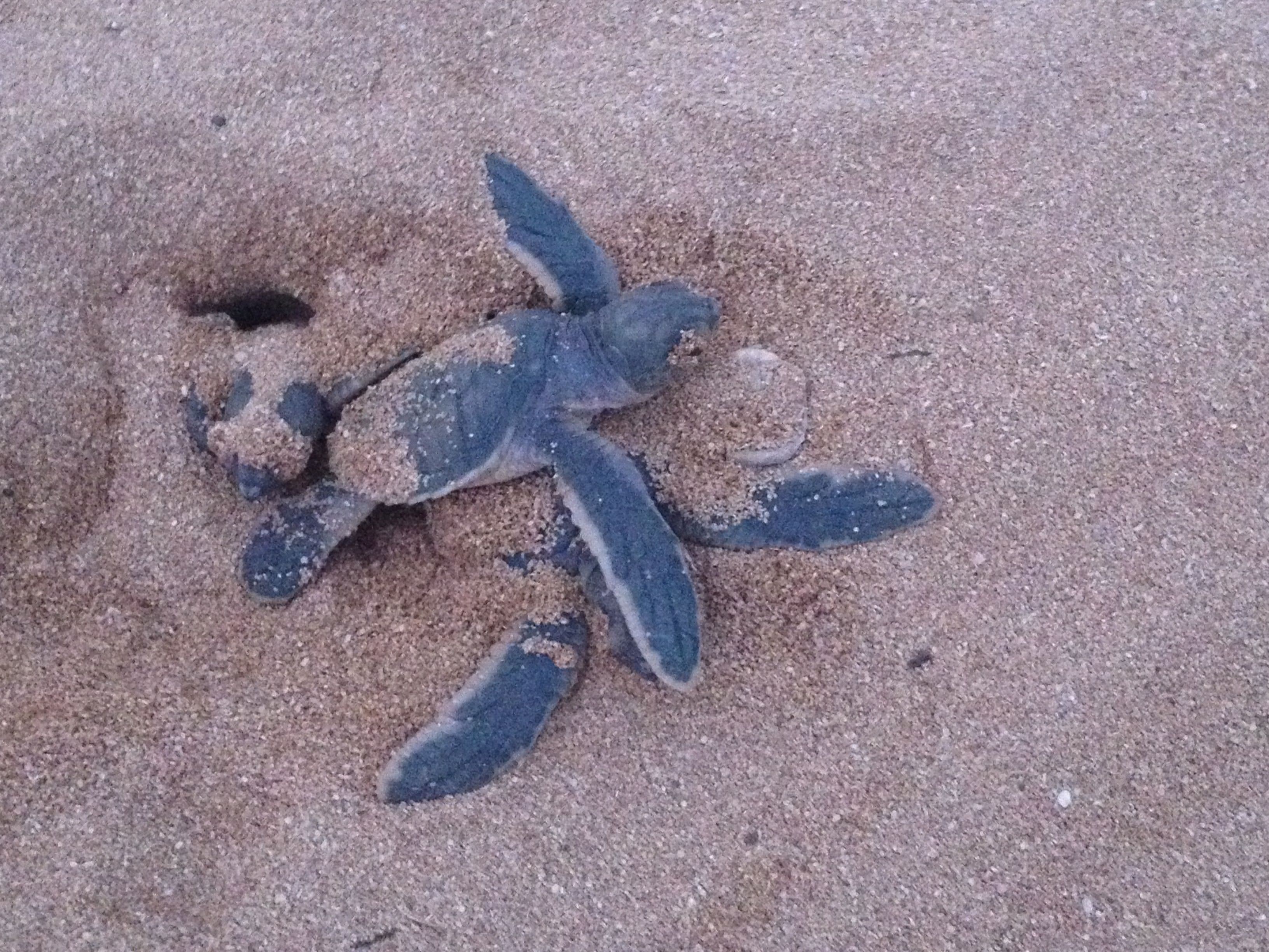 Baby turtles on the sand.